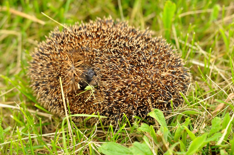 Erinaceus europaeus - Parco dello Storga (TV)